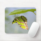 Tapis De Souris Papillon malachite sur feuille (Avec souris)