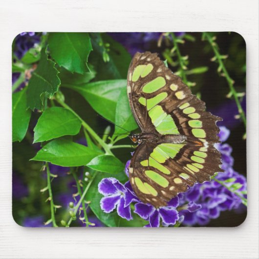 Tapis De Souris Papillon malachite sur fleur violette (Devant)