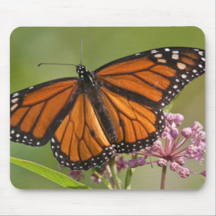 Tapis De Souris Papillon monarque mâle sur Asclépiade incarnate