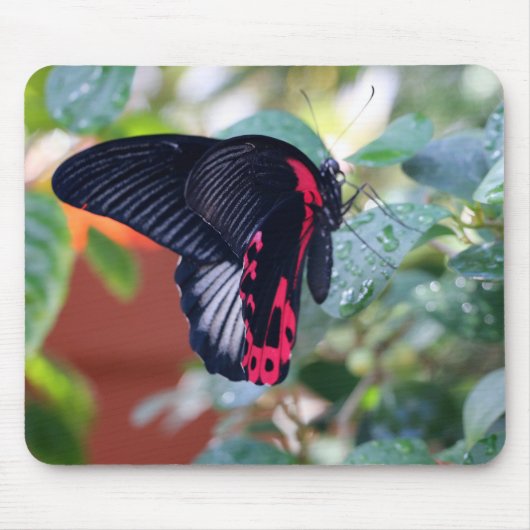 Tapis De Souris Papillon mormon écarlate (Devant)