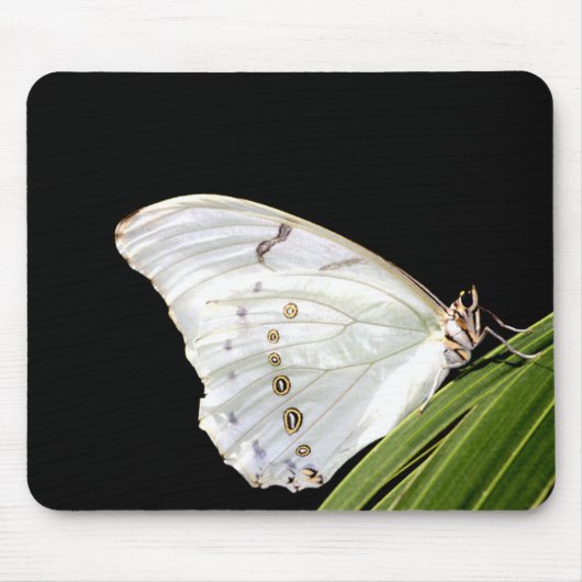 Tapis De Souris Papillon Morpho blanc sur feuille (Devant)