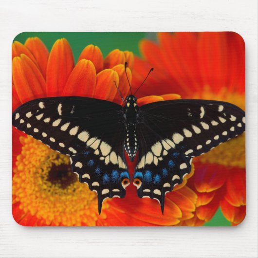 Tapis De Souris Papillon noir à queue fourchue sur une marguerite (Devant)