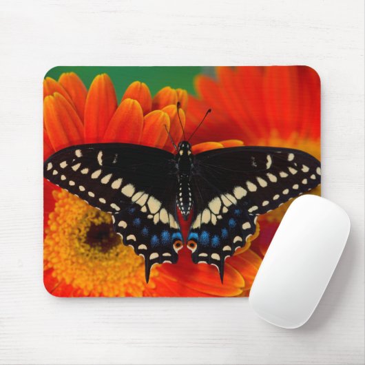 Tapis De Souris Papillon noir Swallowtail sur Gerberia Daisy (Avec souris)