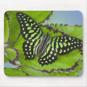 Tapis De Souris Papillon sur fond vert