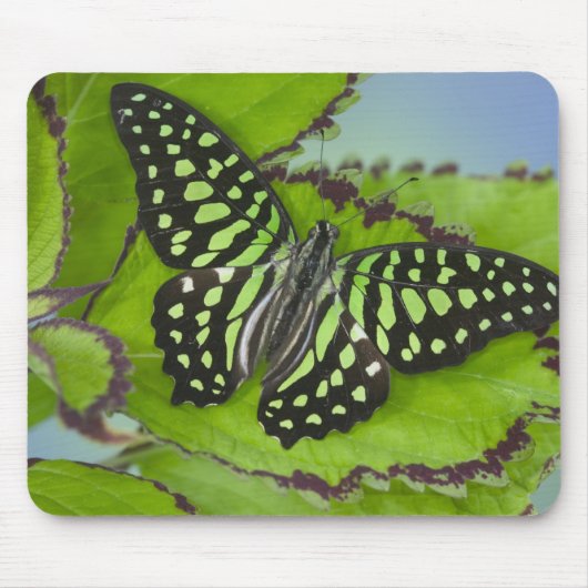 Tapis De Souris Papillon sur fond vert (Devant)
