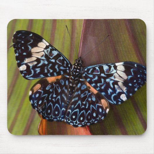 Tapis De Souris Papillon Tropical (Devant)