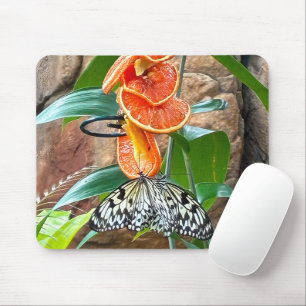 Tapis De Souris Papillons Nymphe Arbre Alimenté Sur Oranges