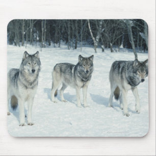 Tapis De Souris Paquet de loups au bord de la forêt neigeuse