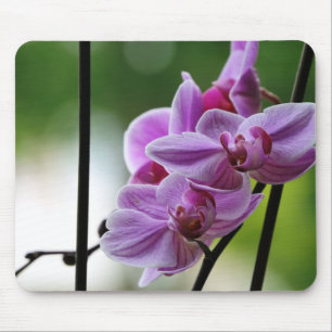 Tapis De Souris Paquet de souris orchidées