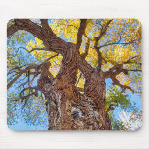 Tapis De Souris Parc national de Capitol Reef, arbre Cottonwood