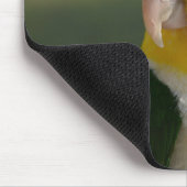 Tapis De Souris Parrot caïque à ventre blanc mou (Coin)
