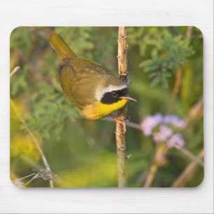 Tapis De Souris Paruline masquée (Geothlypis trichas) mâle,