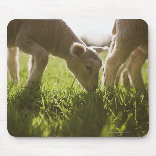 Tapis De Souris Pâturage des moutons dans l'herbe (Devant)