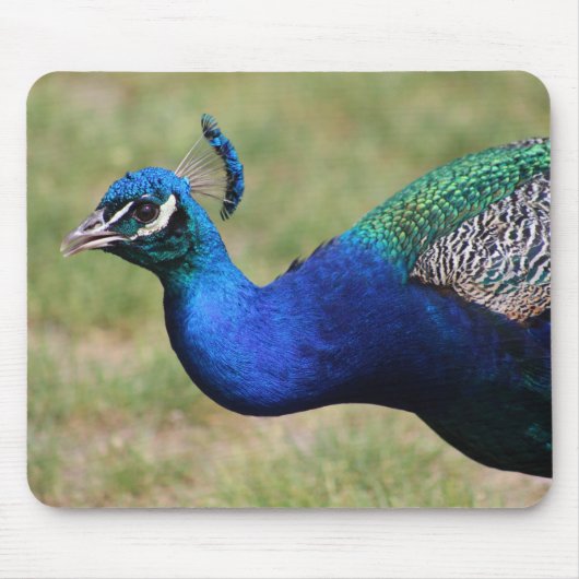 Tapis De Souris Pavé de souris Peacock (Devant)