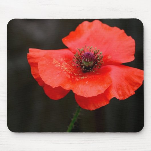 Tapis De Souris Pavot rouge brillant (Devant)