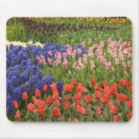 Pays-Bas aka Hollande), Lisse. Keukenhof 8