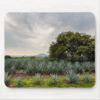 Paysage avec l'agave bleu