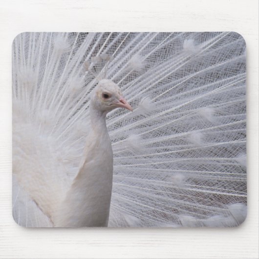 Tapis De Souris Peacock blanc (Devant)
