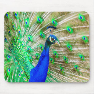 Tapis De Souris Peacock Plumage