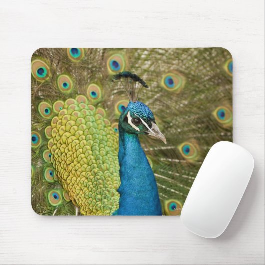 Tapis De Souris Peacock strutting (Avec souris)