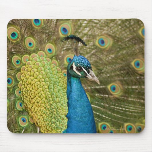 Tapis De Souris Peacock strutting (Devant)