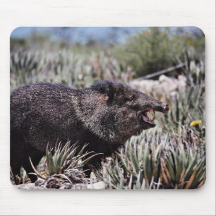 Tapis De Souris Peccary colleté (javelina) baîllant parmi la