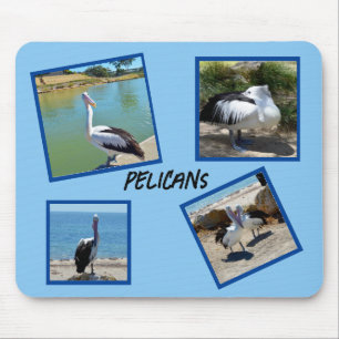 Tapis De Souris Pelicans Le Monde Le Plus Froid Oiseau Quatre Cadr