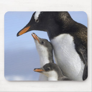 Tapis De Souris Péninsule Antarctique, Neko Harbour, Gentoo