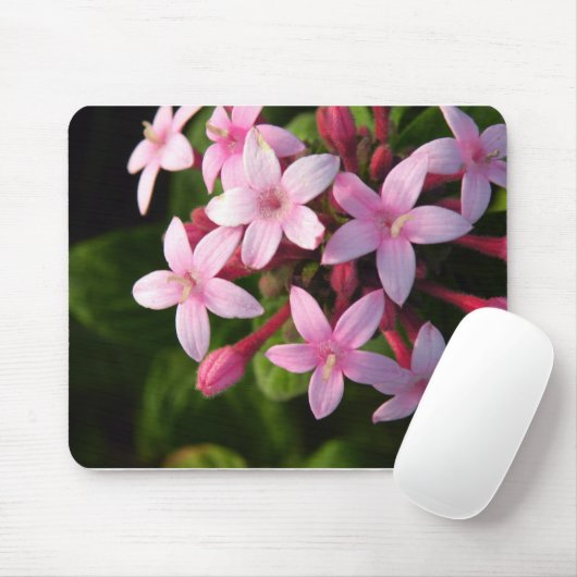 Tapis De Souris Pentas (Avec souris)