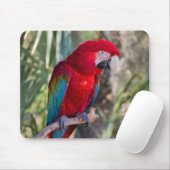 Tapis De Souris Perroquet (Avec souris)