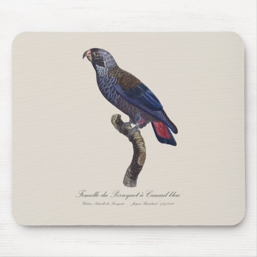 Tapis De Souris Perroquet a Camail bleu / Perroquet (Devant)