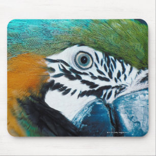 Tapis De Souris Perroquet bleu