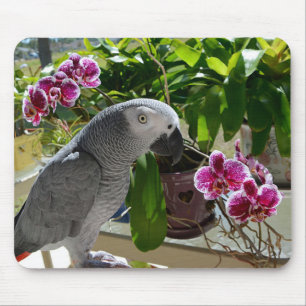 Tapis De Souris Perroquet de gris africain avec des orchidées