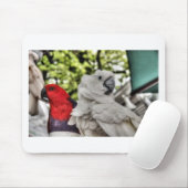 Tapis De Souris Perroquet et cacatoès (Avec souris)