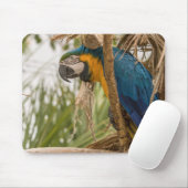 Tapis De Souris perroquet, oiseau, assis (Avec souris)