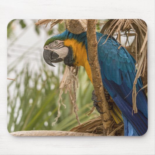 Tapis De Souris perroquet, oiseau, assis (Devant)