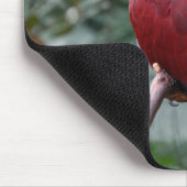 Tapis De Souris Perroquet rouge éclectique (Coin)