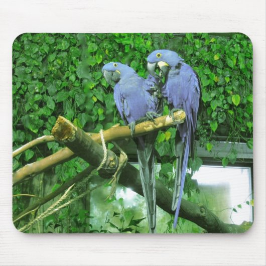 Tapis De Souris Perroquets jumeaux bleus (Devant)