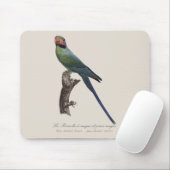 Tapis De Souris Perruche à longue queue, Psittacula Longicauda (Avec souris)