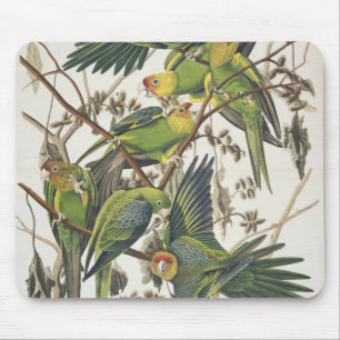 Tapis De Souris Perruche de Caroline, des "oiseaux de l'Amérique"