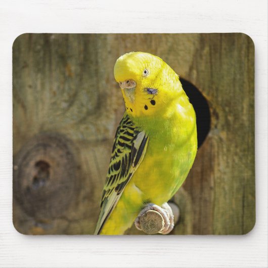 Tapis De Souris perruche, nature, perroquet jaune (Devant)