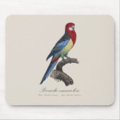 Tapis De Souris Perruche omnicolore / Rosella oriental (Devant)