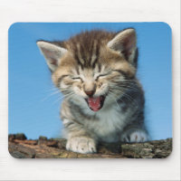 Petit chaton dans un arbre