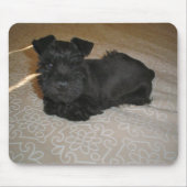 Tapis De Souris petit chiot schnauzer (Devant)