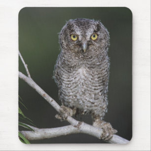 Tapis De Souris Petit-duc maculé, Megascops asio, Otus 2