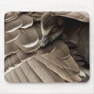Tapis De Souris Petit Gosling sous l'aile de la maman