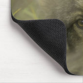 Tapis De Souris Petit loup gris (Canis lupus) seul, caché dans (Coin)