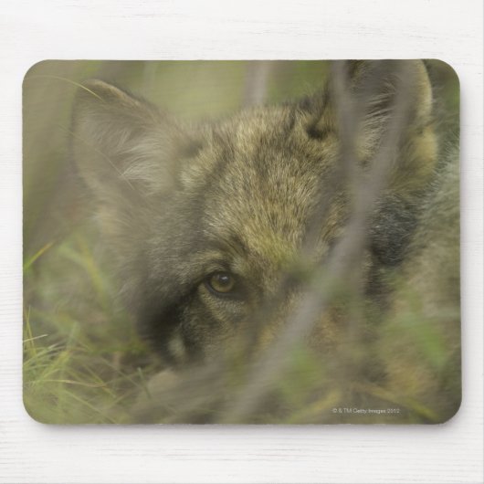 Tapis De Souris Petit loup gris (Canis lupus) seul, caché dans (Devant)