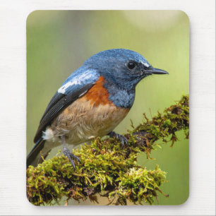 Tapis De Souris Petit oiseau bleu