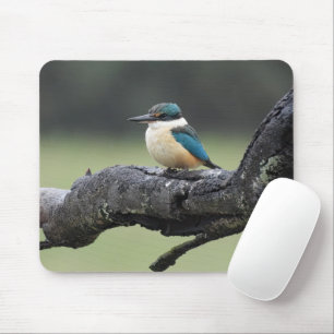 Tapis De Souris Petit oiseau de Kookaburra